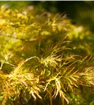 GS407505.jpg