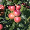 Malus domestica 'Baumanns Renette'