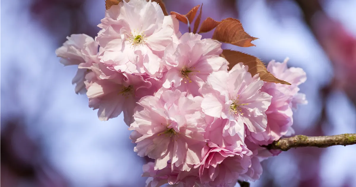 Prunus subhirtella 'Accolade'