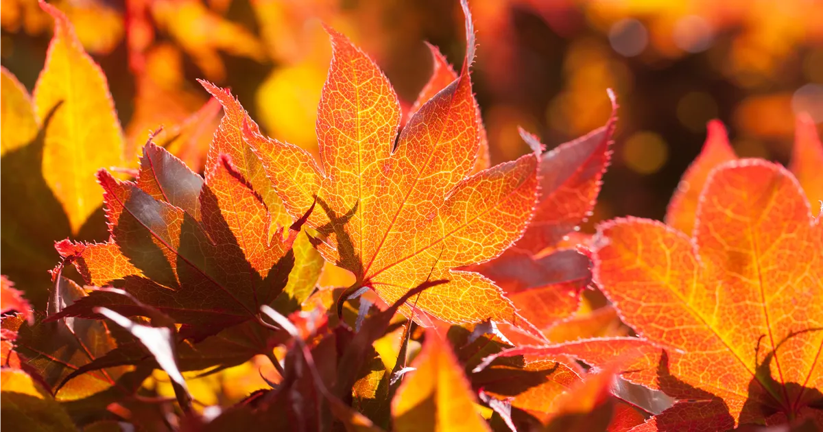 Acer palmatum 'Fireglow'