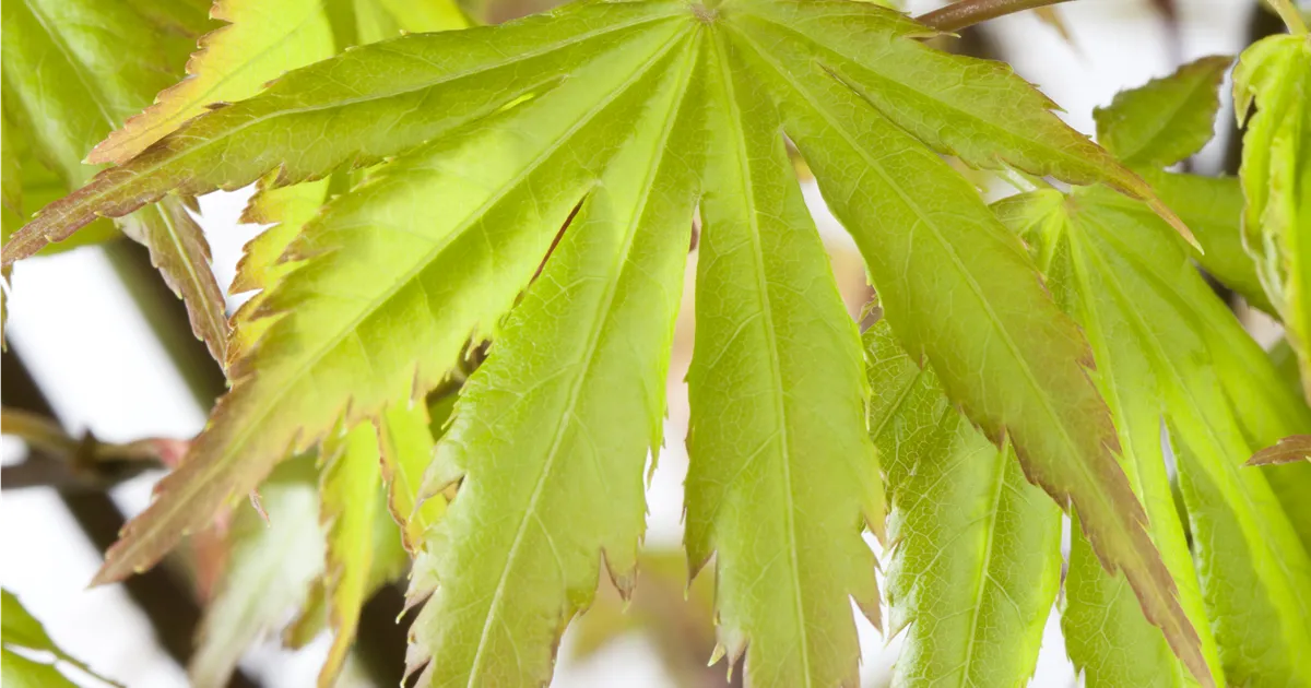Acer palmatum 'Orange Dream'