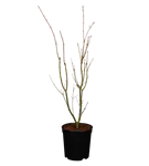 GS351074.png
