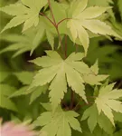 GS429901.jpg