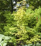 GS498061.jpg