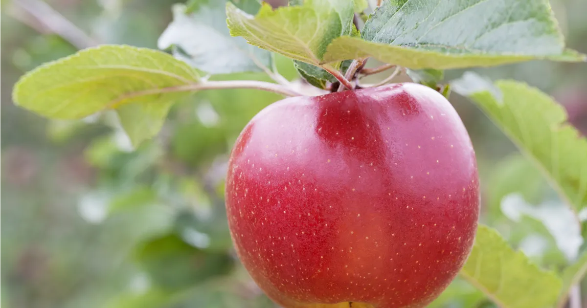 Malus 'rote Wolke' CAC