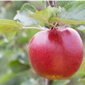 Malus domestica 'Boskoop'