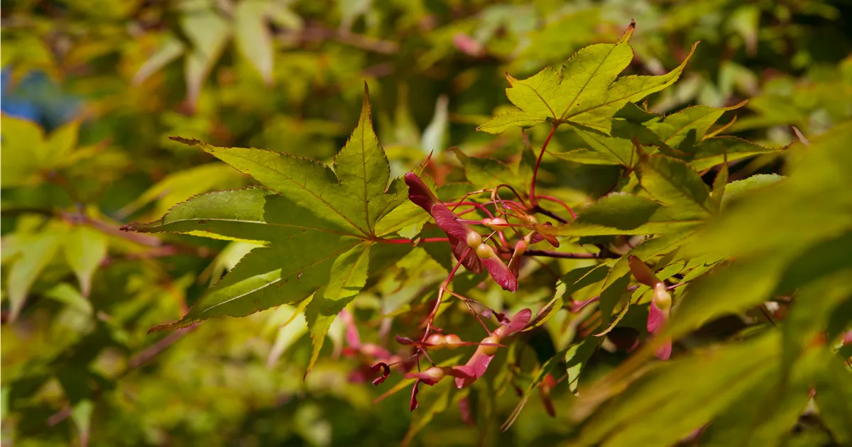 Acer palmatum 'Osakazuki'