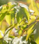 GS587497.jpg