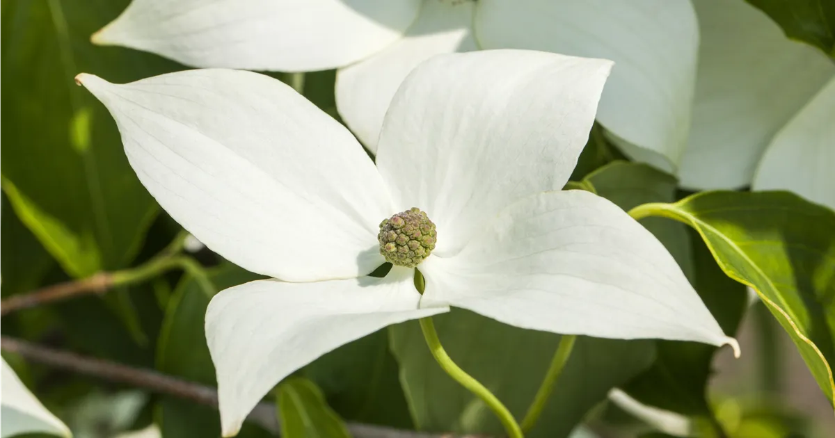 Cornus kousa chinensis 'Milky Way'