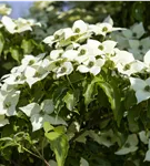 GS587287.jpg