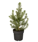 GS347797.png
