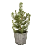 GS347798.png