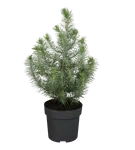 GS334823.png
