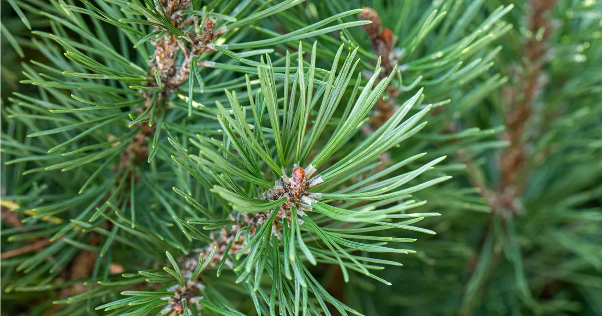 Pinus pinea