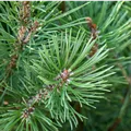 Pinus mugo 'Slavinii'
