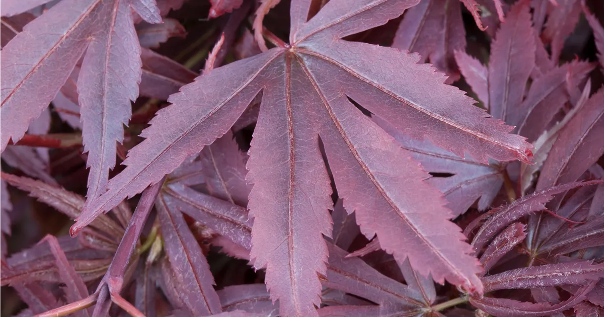 Acer palmatum 'Shaina'
