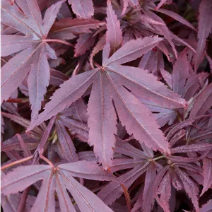 Acer palmatum 'Shaina'