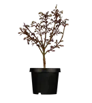 GS384027.png