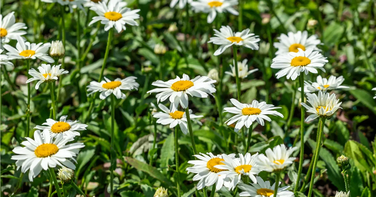 Leucanthemum x superb.'Gruppenstolz'