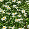 Leucanthe x sup. Gruppenstolz