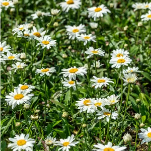Leucanthemum x superb.'Gruppenstolz'