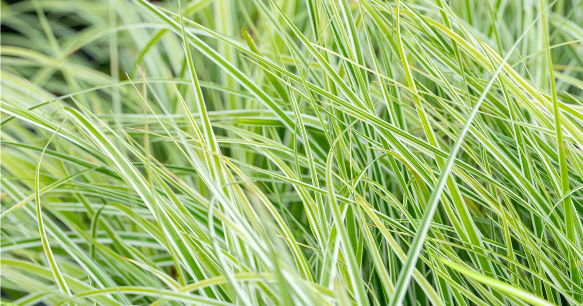 Carex oshimensis 'Everest' ®