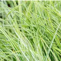 Carex oshimensis 'Everest white'