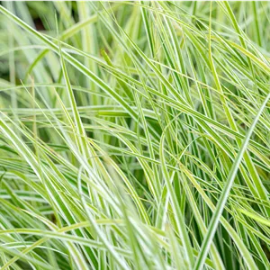 Carex oshimensis 'Everest' ®