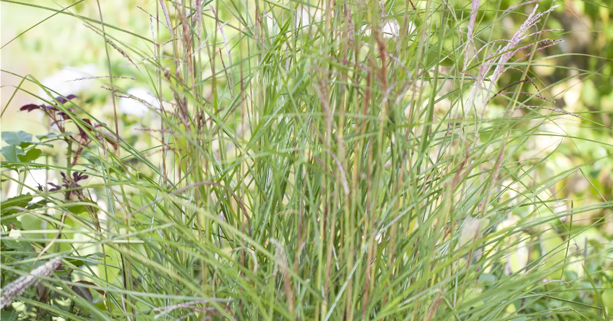 Miscanthus sinensis 'Kleine Fontäne'