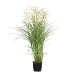 GS914756.png