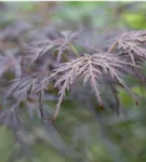 GS411729.jpg