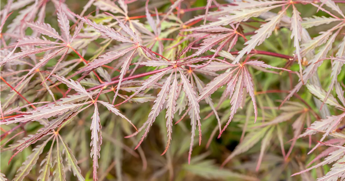 Acer palmatum 'Tamukeyama'
