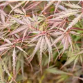 Acer palmatum 'Tamukeyama'