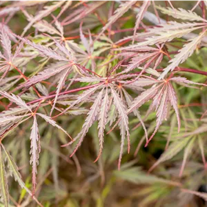 Acer palmatum 'Tamukeyama'