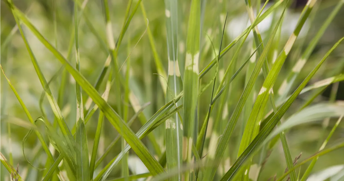 Miscanthus sinensis 'Zebrinus'