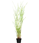 GS419239.png