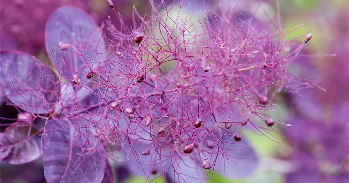 Cotinus coggygria 'Royal Purple'