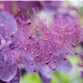 Cotinus coggygria 'Royal Purple'