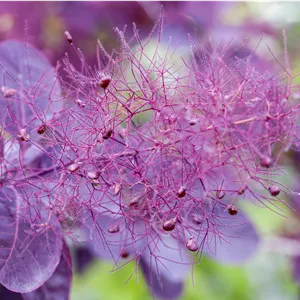 Cotinus coggygria 'Royal Purple'