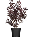 GS420157.png