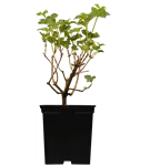 GS384393.png
