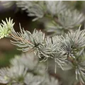 Cedrus atlantica 'Glauca'