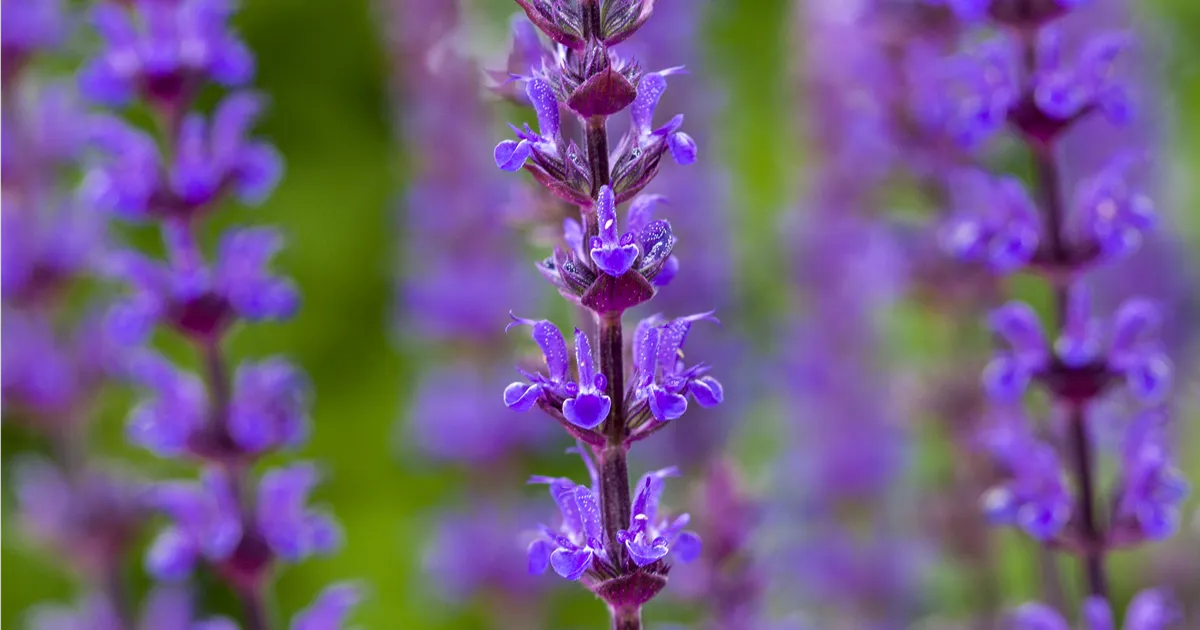 Salvia nemorosa 'Caradonna'