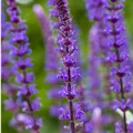 Salvia nemorosa 'Caradonna'