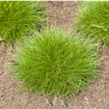 Festuca gautieri