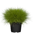 GS502767.png