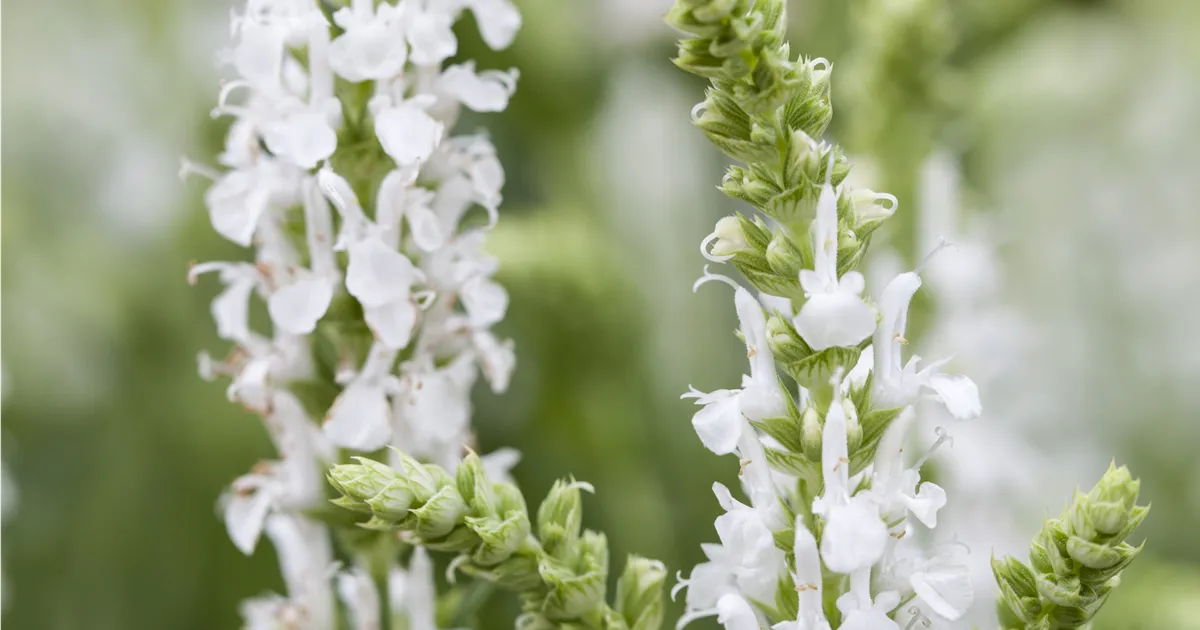 Salvia nemorosa 'Sensation White' -R-