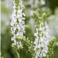 Salvia nemorosa 'Adrian'