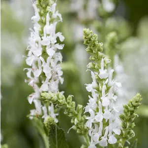 Salvia nemorosa 'Sensation White' -R-