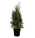 GS349550.png